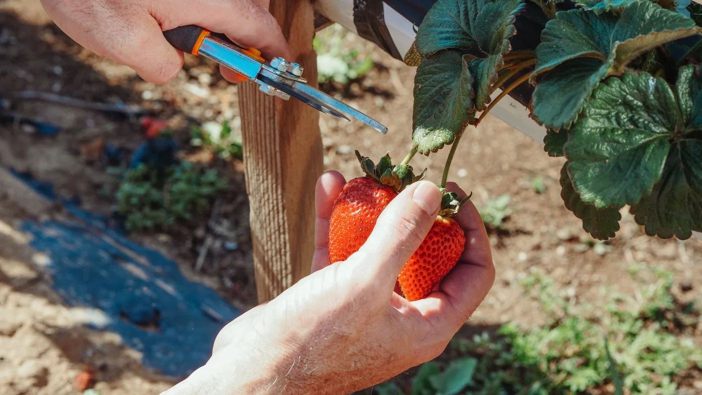 Kakani Hilltop Rainbow Trout & Organic Strawberry Tasting