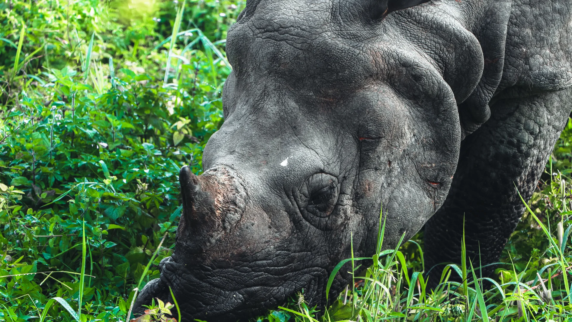 Chitwan Wildlife Safari